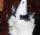 Church of Cats
